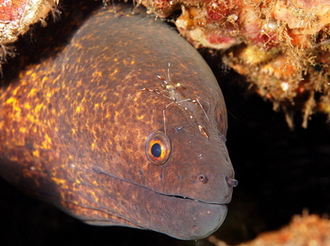 Yellowmargin Moray Eel - Gymnothorax flavimarginatus - Bali, Indonesia Yellowmargin Moray Eel - Gymnothorax flavimarginatus - Bali, Indonesia