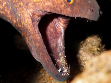 Yellowmargin Moray Eel - Gymnothorax flavimarginatus - Bali, Indonesia Yellowmargin Moray Eel - Gymnothorax flavimarginatus - Bali, Indonesia