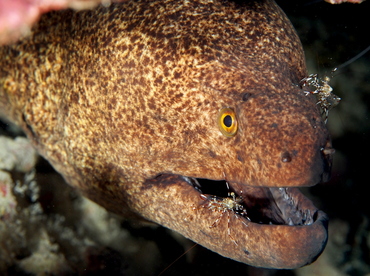 Yellowmargin Moray Eel - Gymnothorax flavimarginatus - Big Island, Hawaii Yellowmargin Moray Eel - Gymnothorax flavimarginatus - Big Island, Hawaii
