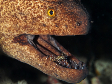 Yellowmargin Moray Eel - Gymnothorax flavimarginatus - Big Island, Hawaii Yellowmargin Moray Eel - Gymnothorax flavimarginatus - Big Island, Hawaii