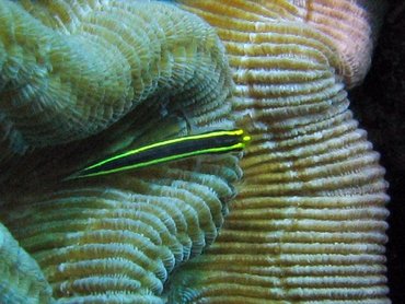 Yellownose Goby - Elacatinus randalli - Bonaire Yellownose Goby - Elacatinus randalli - Bonaire