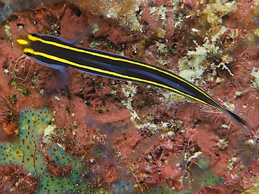 Yellownose Goby - Elacatinus randalli - Bonaire Yellownose Goby - Elacatinus randalli - Bonaire