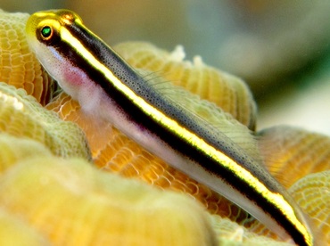 Yellownose Goby - Elacatinus randalli - Bonaire Yellownose Goby - Elacatinus randalli - Bonaire