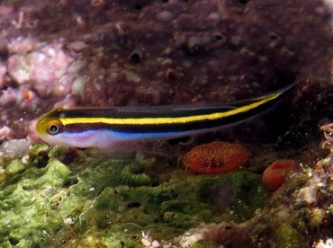 Yellownose Goby - Elacatinus randalli - Bonaire Yellownose Goby - Elacatinus randalli - Bonaire