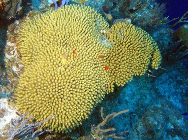 Yellow Pencil Coral - Madracis mirabilis - Turks and Caicos Yellow Pencil Coral - Madracis mirabilis - Turks and Caicos