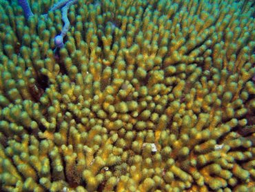 Yellow Pencil Coral - Madracis mirabilis - Turks and Caicos Yellow Pencil Coral - Madracis mirabilis - Turks and Caicos