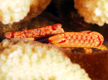 Yellow-Spotted Guard Crab - Trapezia flavopunctata - Big Island, Hawaii Yellow-Spotted Guard Crab - Trapezia flavopunctata - Big Island, Hawaii