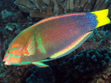 Yellowtail Coris - Coris gaimard - Big Island, Hawaii Yellowtail Coris - Coris gaimard - Big Island, Hawaii