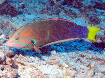 Yellowtail Coris - Coris gaimard - Lanai, Hawaii Yellowtail Coris - Coris gaimard - Lanai, Hawaii
