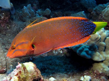 Yellowtail Coris - Coris gaimard - Lanai, Hawaii Yellowtail Coris - Coris gaimard - Lanai, Hawaii