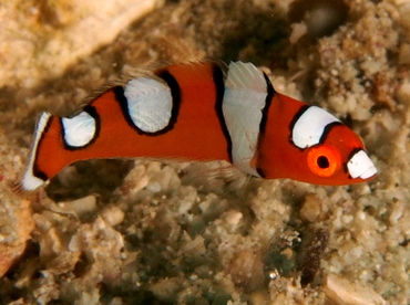 Yellowtail Coris - Coris gaimard - Anilao, Philippines Yellowtail Coris - Coris gaimard - Anilao, Philippines