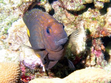 Yellowtail Damselfish - Microspathodon chrysurus - Bonaire Yellowtail Damselfish - Microspathodon chrysurus - Bonaire