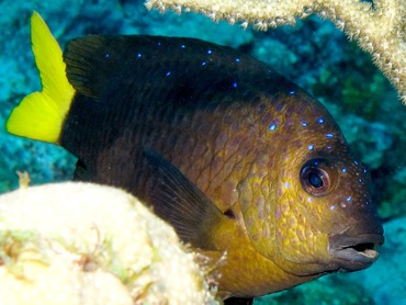 Yellowtail Damselfish - Microspathodon chrysurus - Belize Yellowtail Damselfish - Microspathodon chrysurus - Belize
