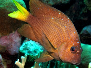 Yellowtail Damselfish - Microspathodon chrysurus - Bonaire Yellowtail Damselfish - Microspathodon chrysurus - Bonaire