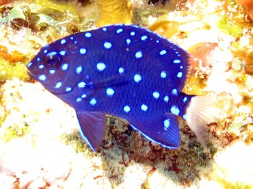 Yellowtail Damselfish - Microspathodon chrysurus - Cozumel, Mexico Yellowtail Damselfish - Microspathodon chrysurus - Cozumel, Mexico