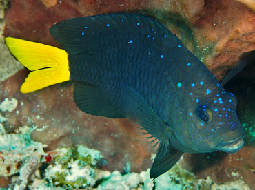 Yellowtail Damselfish - Microspathodon chrysurus - Cozumel, Mexico Yellowtail Damselfish - Microspathodon chrysurus - Cozumel, Mexico