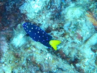 Yellowtail Damselfish - Microspathodon chrysurus - Bimini, Bahamas Yellowtail Damselfish - Microspathodon chrysurus - Bimini, Bahamas