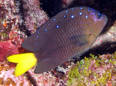 Yellowtail Damselfish - Microspathodon chrysurus - Grand Cayman Yellowtail Damselfish - Microspathodon chrysurus - Grand Cayman