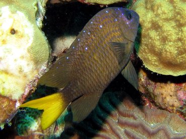 Yellowtail Damselfish - Microspathodon chrysurus - Bonaire Yellowtail Damselfish - Microspathodon chrysurus - Bonaire