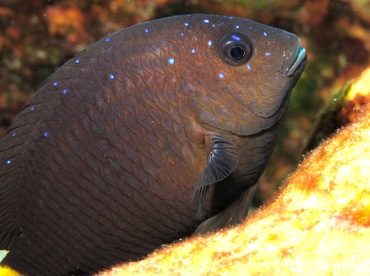 Yellowtail Damselfish - Microspathodon chrysurus - Cozumel, Mexico Yellowtail Damselfish - Microspathodon chrysurus - Cozumel, Mexico
