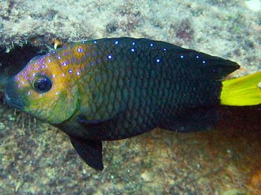 Yellowtail Damselfish - Microspathodon chrysurus - Key Largo, Florida Yellowtail Damselfish - Microspathodon chrysurus - Key Largo, Florida