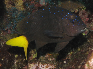 Yellowtail Damselfish - Microspathodon chrysurus - Grand Cayman Yellowtail Damselfish - Microspathodon chrysurus - Grand Cayman