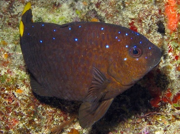 Yellowtail Damselfish - Microspathodon chrysurus - Belize Yellowtail Damselfish - Microspathodon chrysurus - Belize