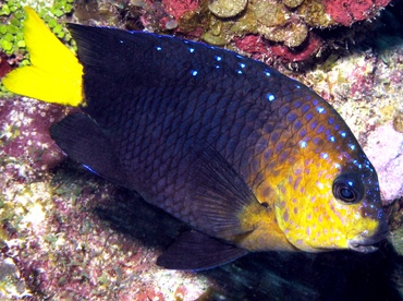 Yellowtail Damselfish - Microspathodon chrysurus - Grand Cayman Yellowtail Damselfish - Microspathodon chrysurus - Grand Cayman