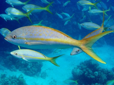 Yellowtail Snapper - Ocyurus chrysurus - Nassau, Bahamas