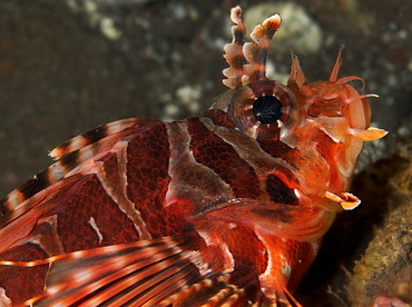Zebra Lionfish - Dendrochirus zebra - Bali, Indonesia
