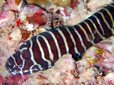 Zebra Moray Eel - Gymnomuraena zebra - Maui, Hawaii Zebra Moray Eel - Gymnomuraena zebra - Maui, Hawaii