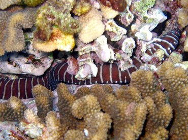 Zebra Moray Eel - Gymnomuraena zebra - Maui, Hawaii Zebra Moray Eel - Gymnomuraena zebra - Maui, Hawaii