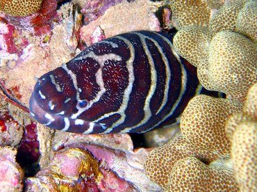 Zebra Moray Eel - Gymnomuraena zebra - Maui, Hawaii Zebra Moray Eel - Gymnomuraena zebra - Maui, Hawaii