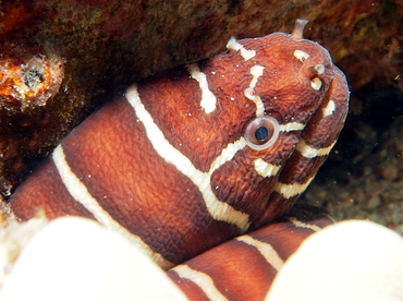 Zebra Moray Eel - Gymnomuraena zebra - Big Island, Hawaii Zebra Moray Eel - Gymnomuraena zebra - Big Island, Hawaii