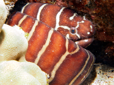 Zebra Moray Eel - Gymnomuraena zebra - Big Island, Hawaii Zebra Moray Eel - Gymnomuraena zebra - Big Island, Hawaii