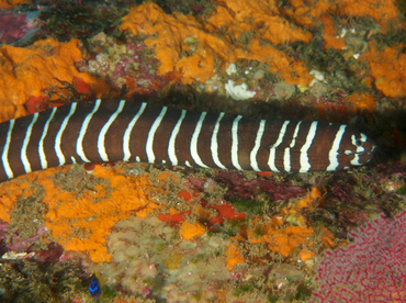 Zebra Moray Eel - Gymnomuraena zebra - Cabo San Lucas, Mexico Zebra Moray Eel - Gymnomuraena zebra - Cabo San Lucas, Mexico