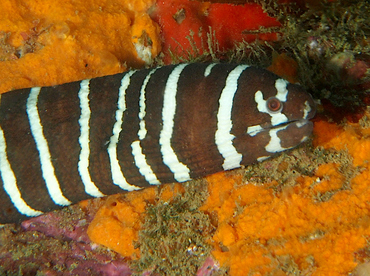 Zebra Moray Eel - Gymnomuraena zebra - Cabo San Lucas, Mexico Zebra Moray Eel - Gymnomuraena zebra - Cabo San Lucas, Mexico