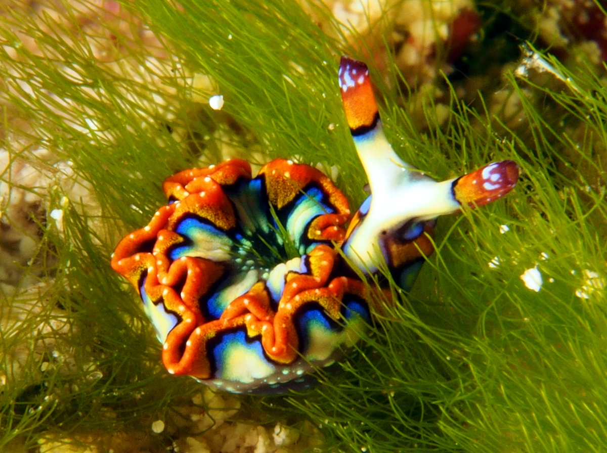 Painted Elysia - Thuridilla picta