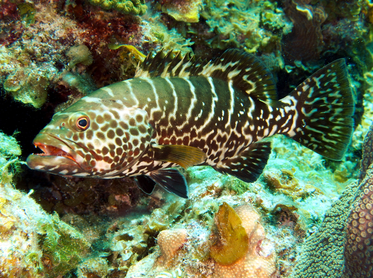 Tiger Grouper - Mycteroperca tigris