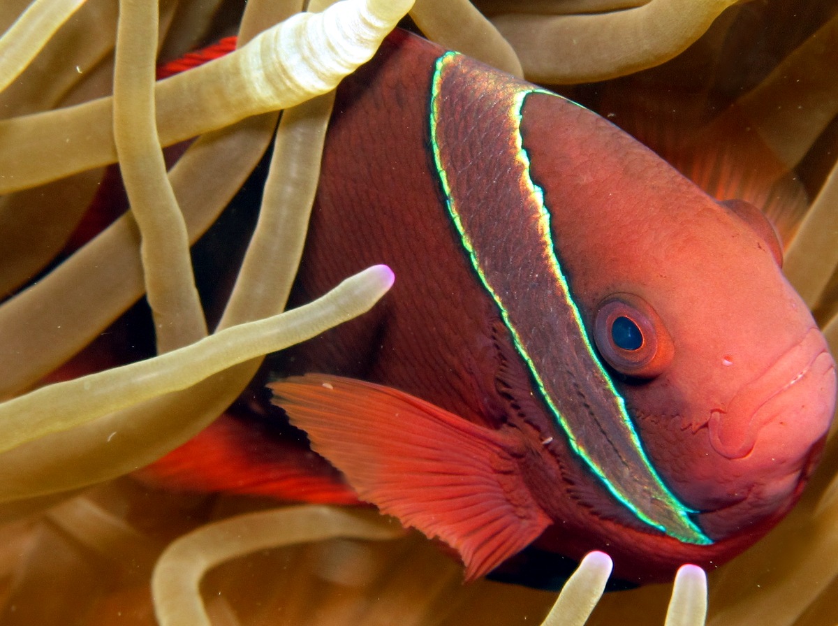 Tomato Anemonefish - Amphiprion frenatus