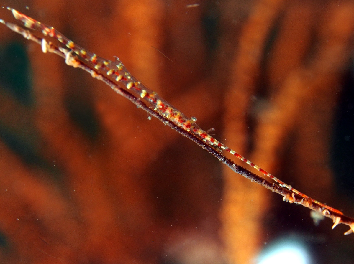 Saw-Blade Shrimp - Tozeuma armatum