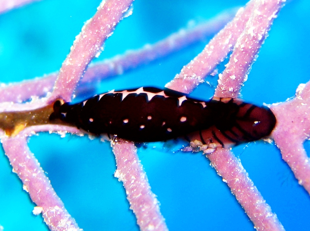 Triangular Cyphoma - Cyphoma sp. 1