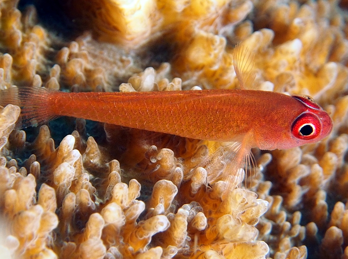 Ringeye Pygmygoby - Trimma benjamini - Fiji