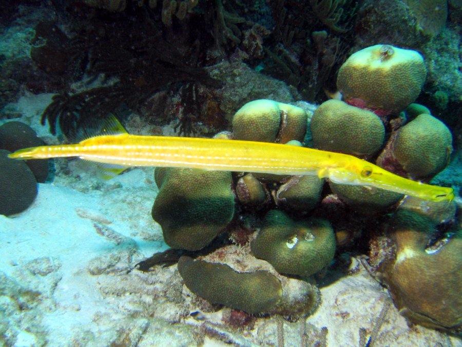 Trumpetfish - Aulostomus maculatus