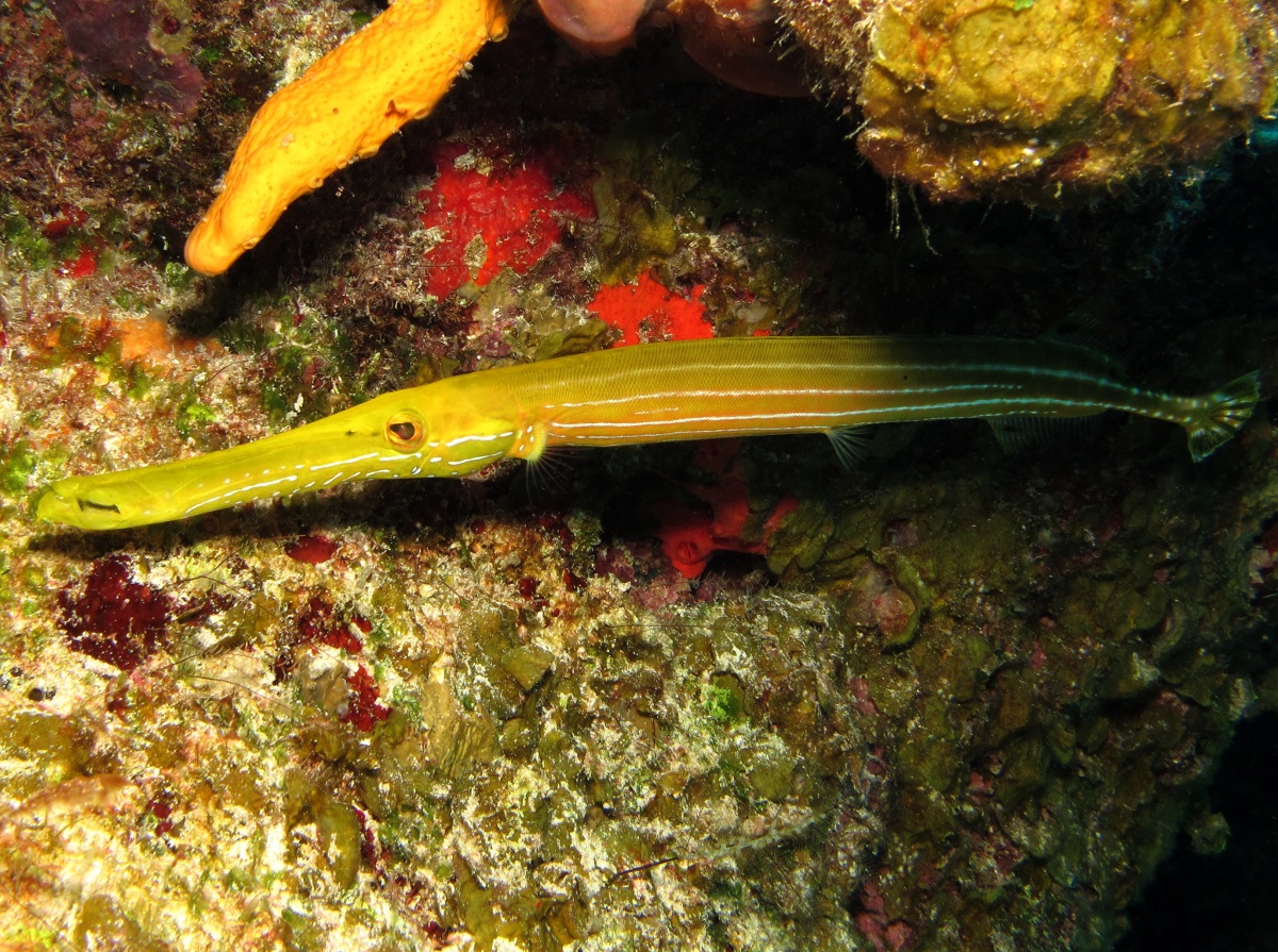 Trumpetfish - Aulostomus maculatus