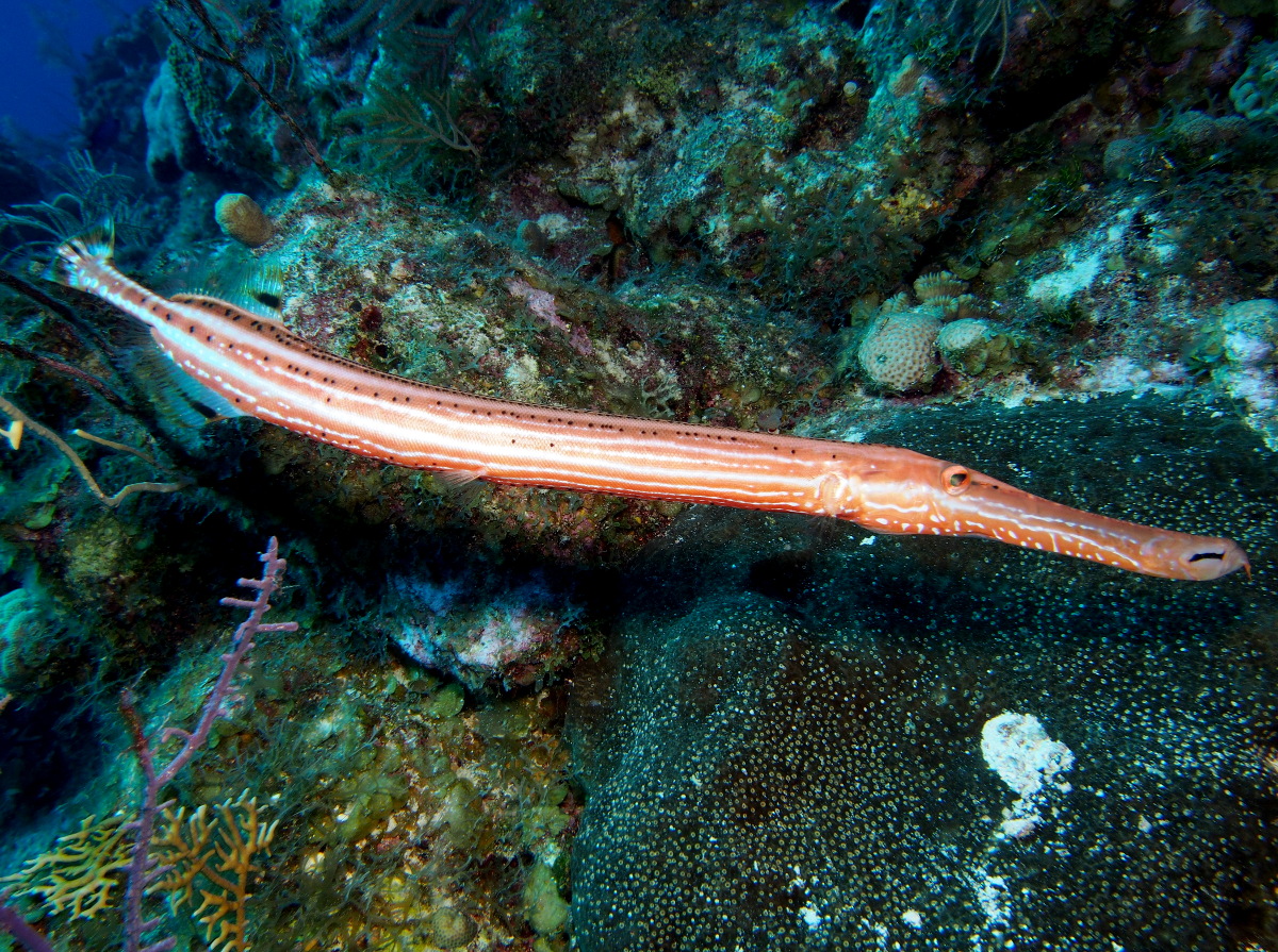 Trumpetfish - Aulostomus maculatus