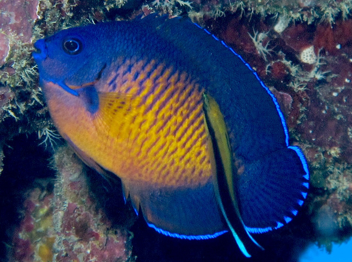 Two-Spined Angelfish - Centropyge bispinosa