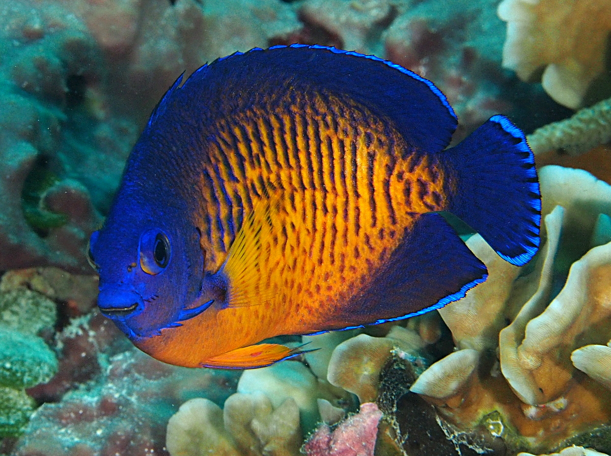 Two-Spined Angelfish - Centropyge bispinosa