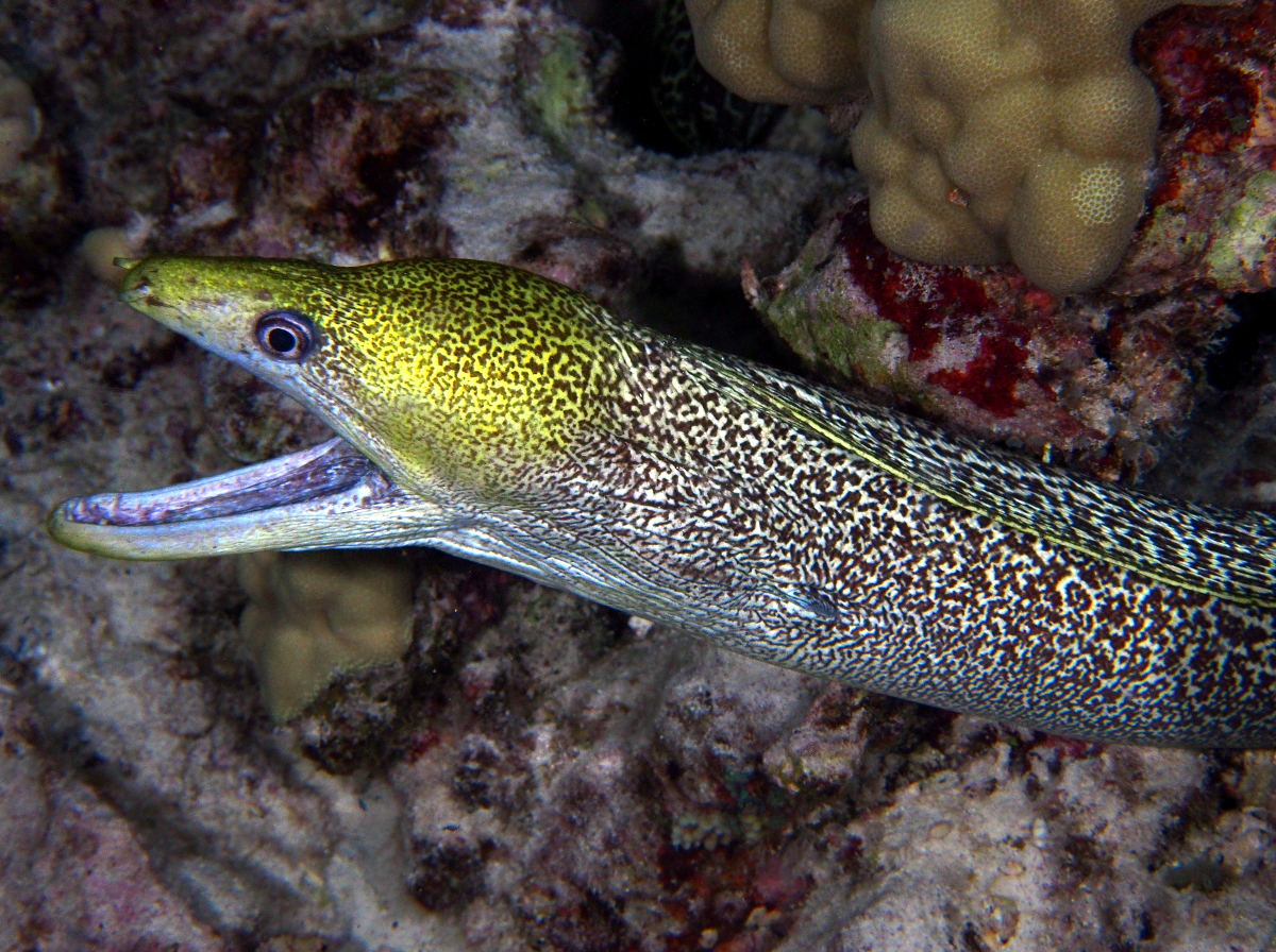 Undulated Moray Eel - Gymnothorax undulatus