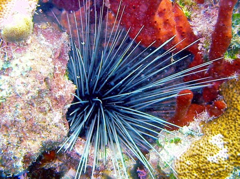 Long-Spined Urchin - Diadema antillarum